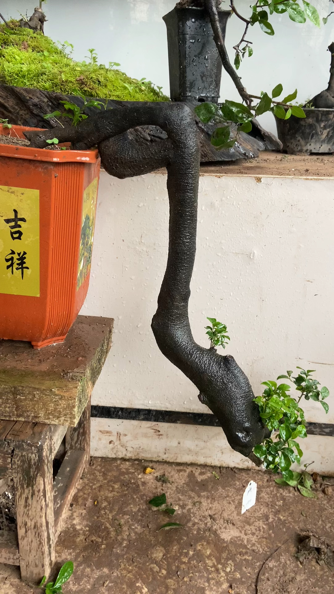 金弹子盆景悬崖熟桩