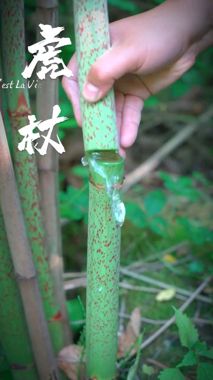 虎杖,小时候当零食吃,现在才知道还是药材