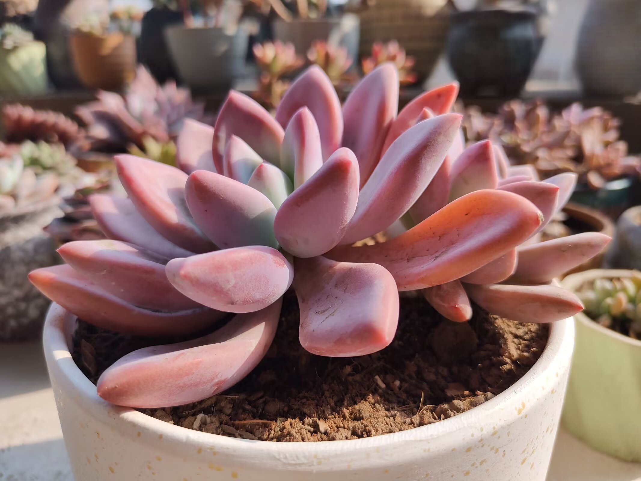 一个人细细想来,其实我就是那个:思想的巨人,行动的矮子