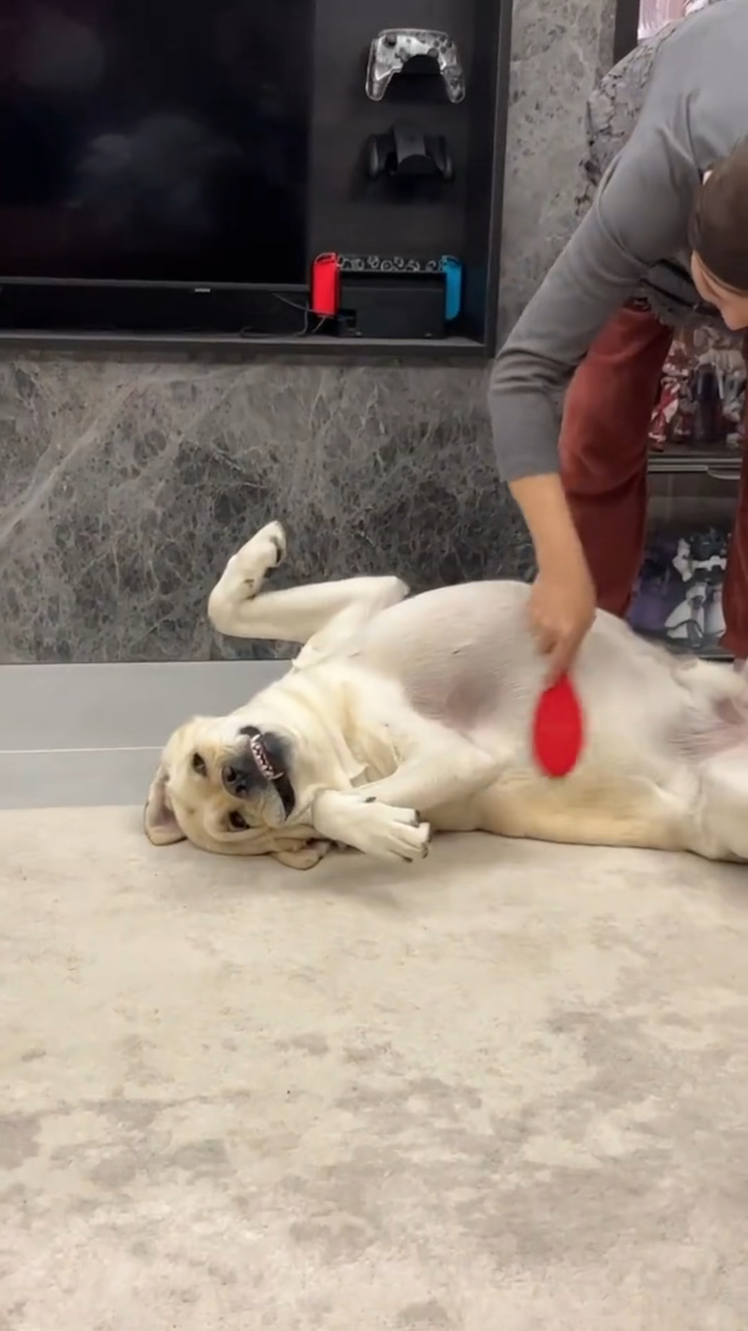 狗狗一年驱虫七八回,不如用白醋就一次