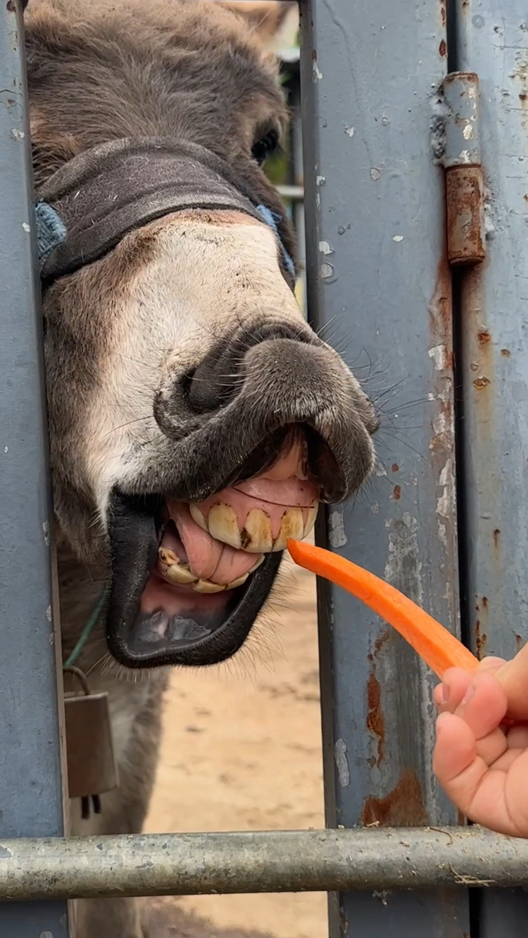 为什么要给驴挂个铃铛