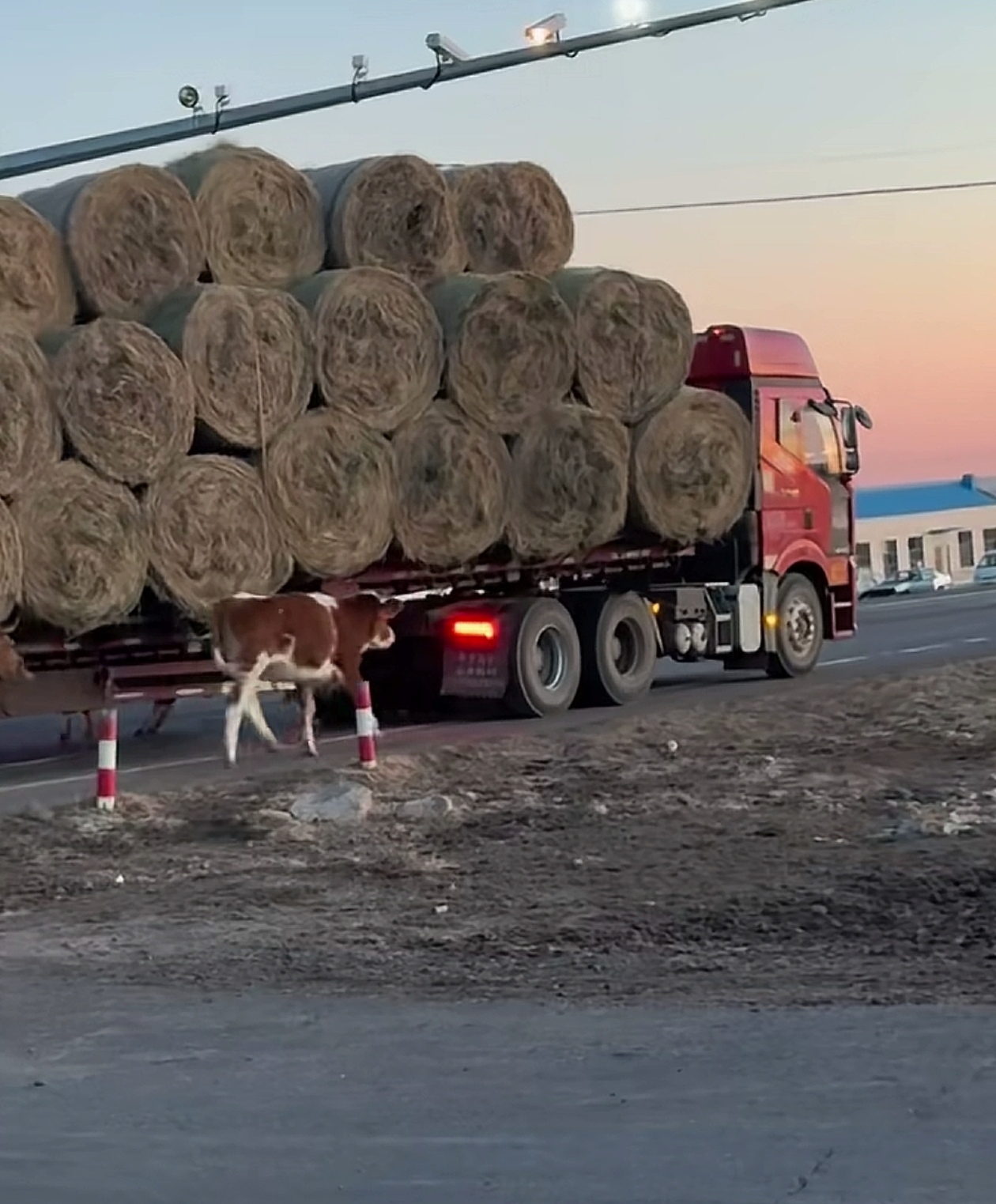 内蒙古网友在路上看到的,一个运草车在前面跑,车边围了几头牛在跟着跑