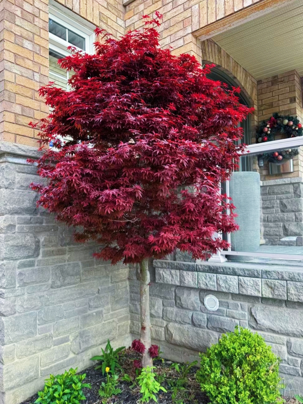 我在院子里种了一棵枫树,天冷叶子变红,美得冒泡