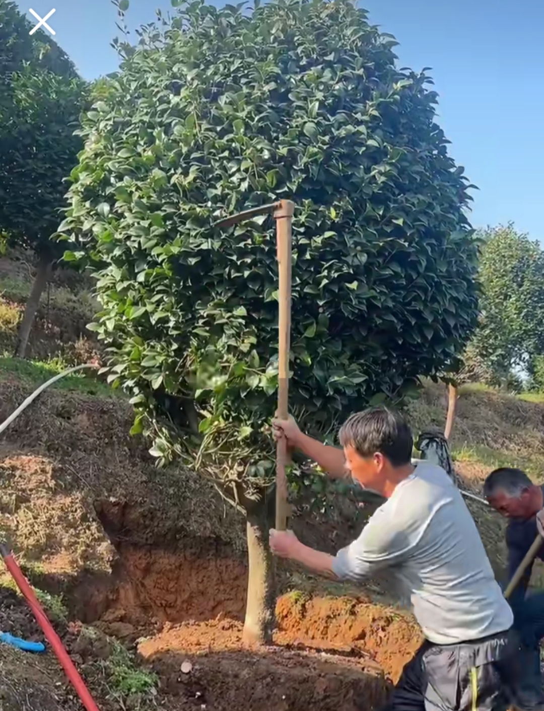福建一户人家一棵养了50年的茶花16w卖了好可惜