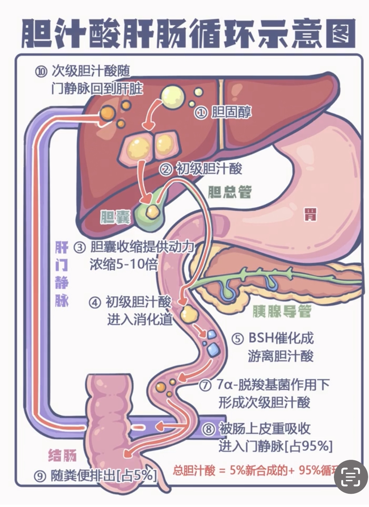 胆汁淤积样的位置图片图片