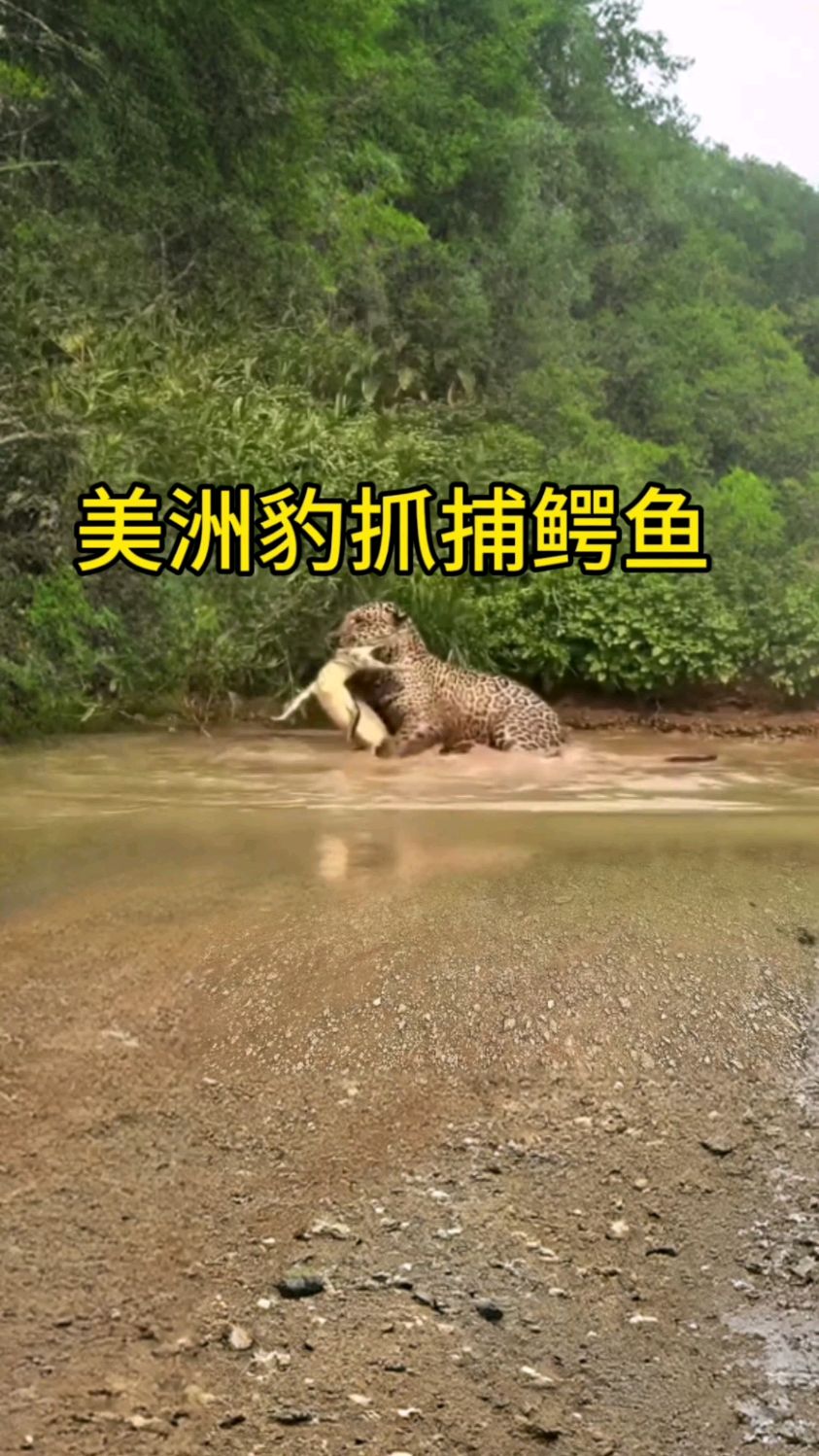 美洲豹:你偷吃我就偷袭!