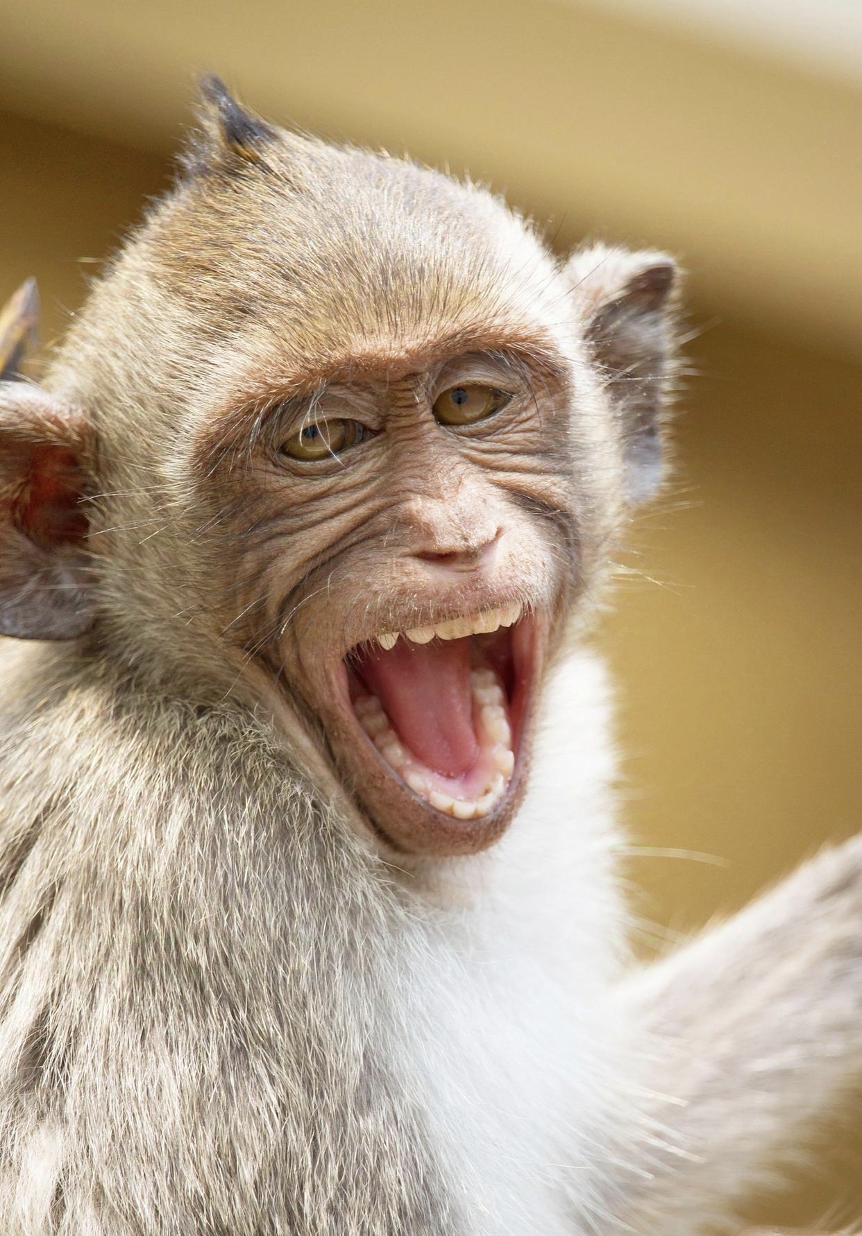 迷迷糊糊图片 呆萌猴子撅嘴表情包猴子撅嘴图片椭圆形脸的动物图片