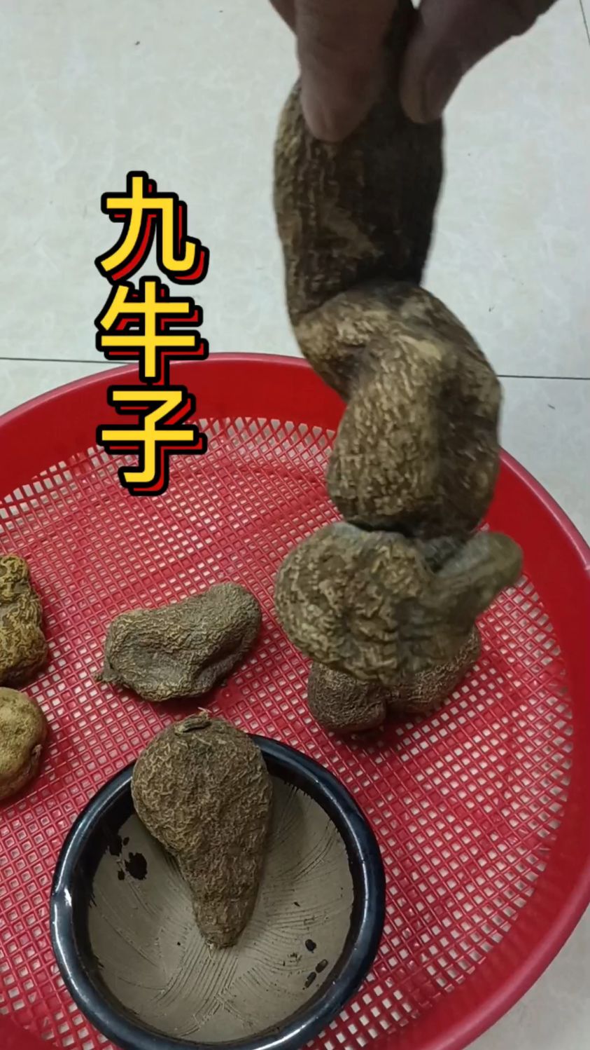 九牛子你认识吗?