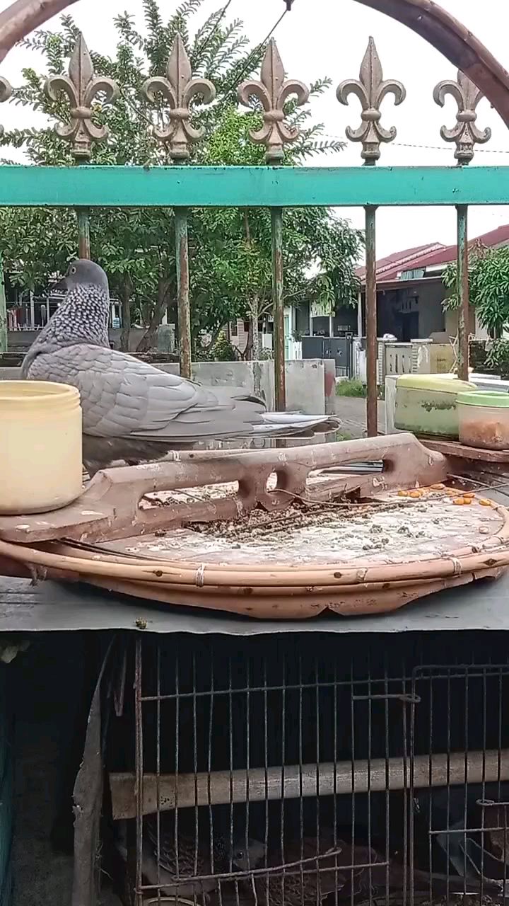 斑鸠和鸽子杂交的后代 混血斑鸠