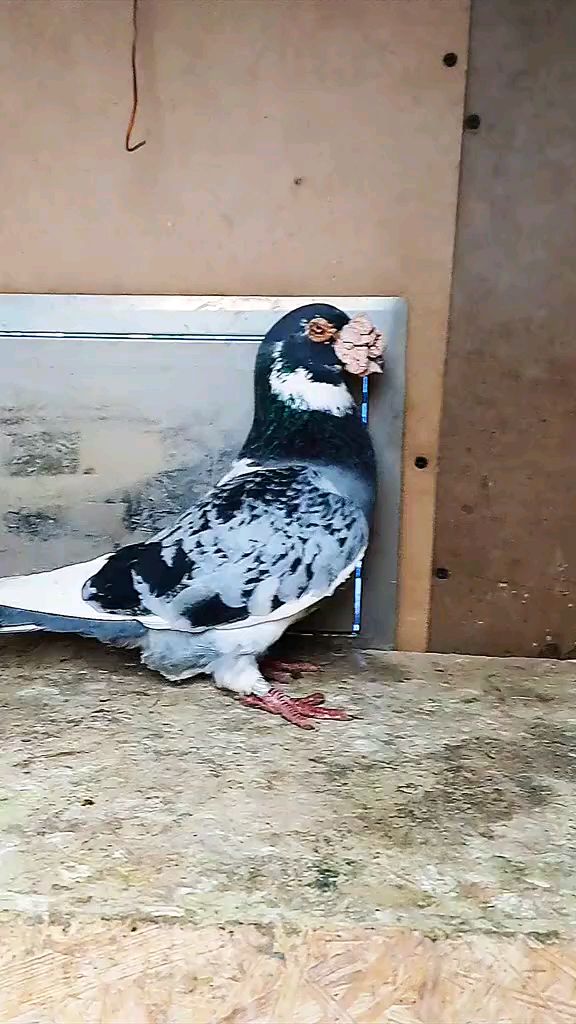 大鼻子信鸽 鸽子 超级种鸽