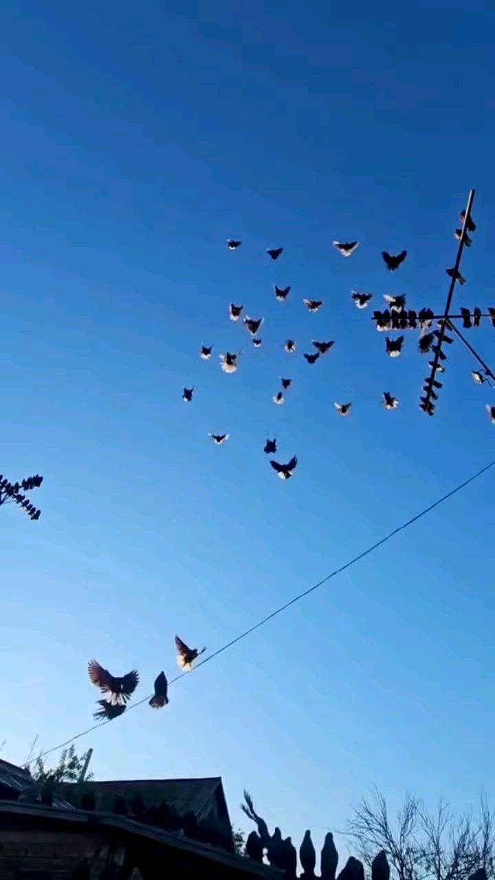 尼古拉蝶舞鸽 观赏鸽 鸽子