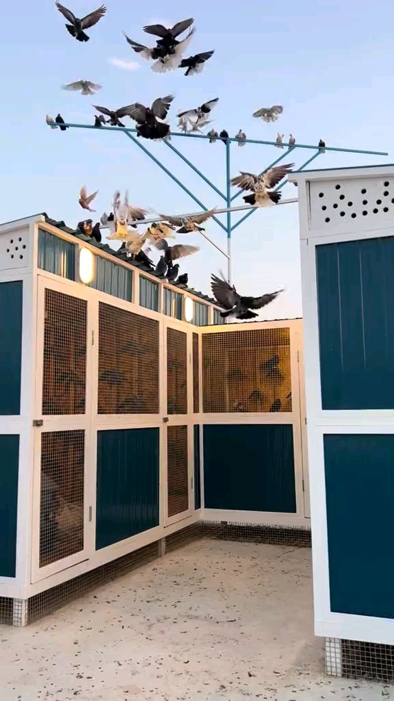 尼古拉蝶舞鸽子归巢 养鸽子 观赏鸽