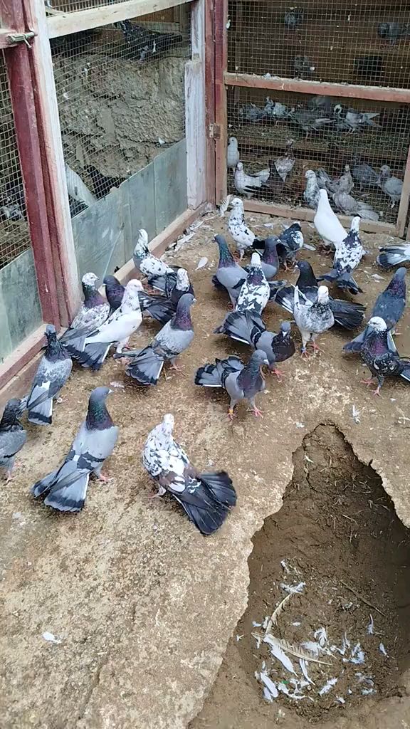 尼古拉蝶舞鸽子 养鸽人 观赏鸽