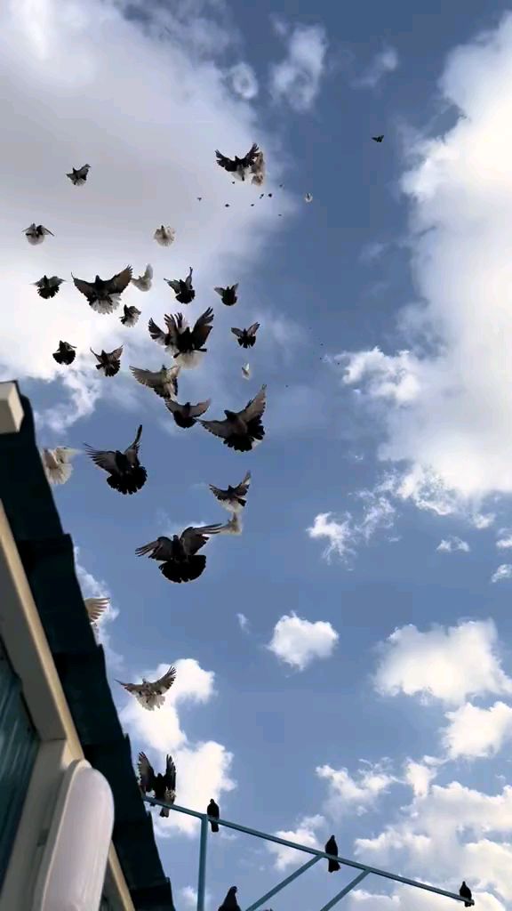 像蝴蝶一样飞舞鸽鸽子 蝶舞鸽