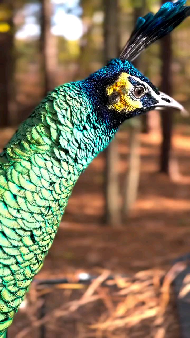 国家一级保护动物 龙鸟绿孔雀