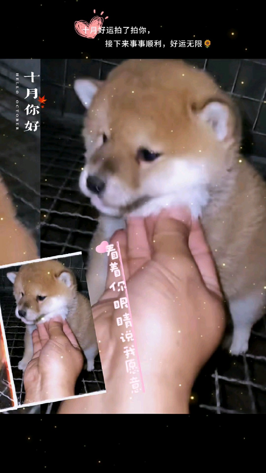 小奶狗～外国土狗～为什么养狗～铲屎官～小可爱