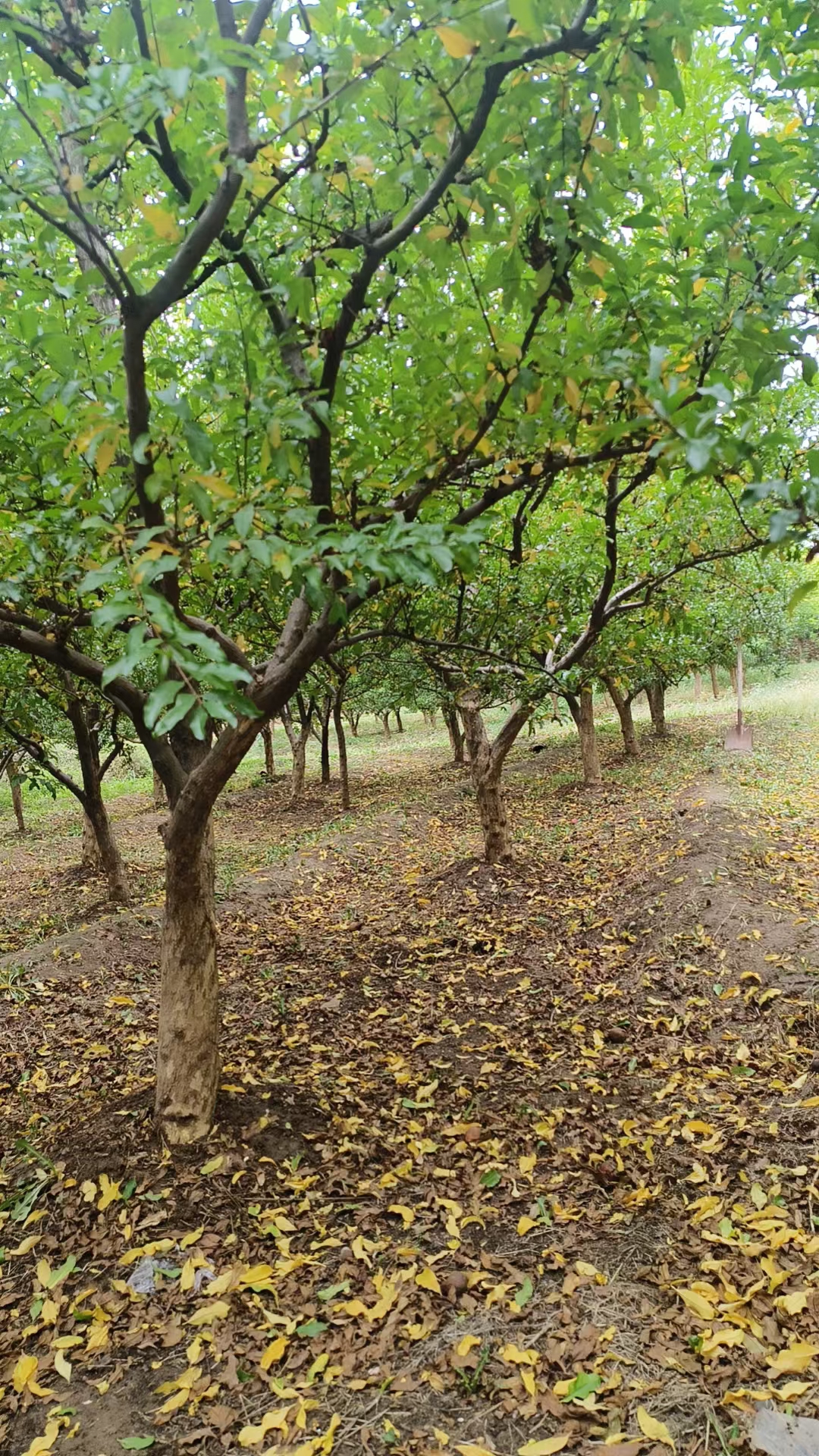 石榴树,这个树形属于精品苗!寓意美好,果实可食用!