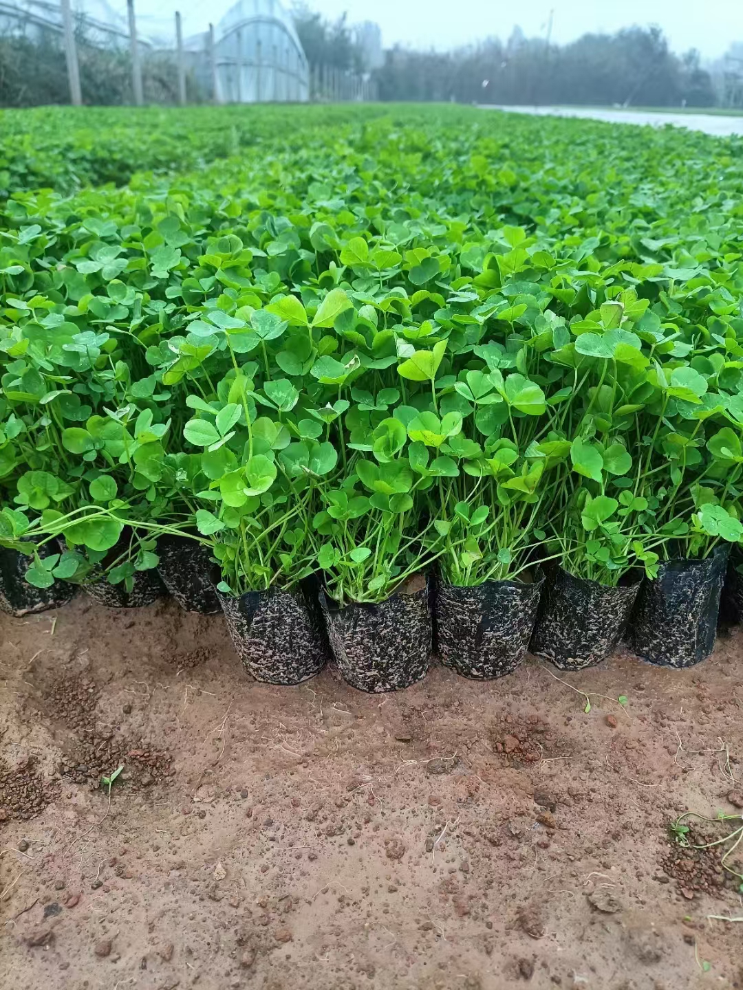 白三叶,白三叶草,别名白三叶,白车轴草,荷兰翘摇等