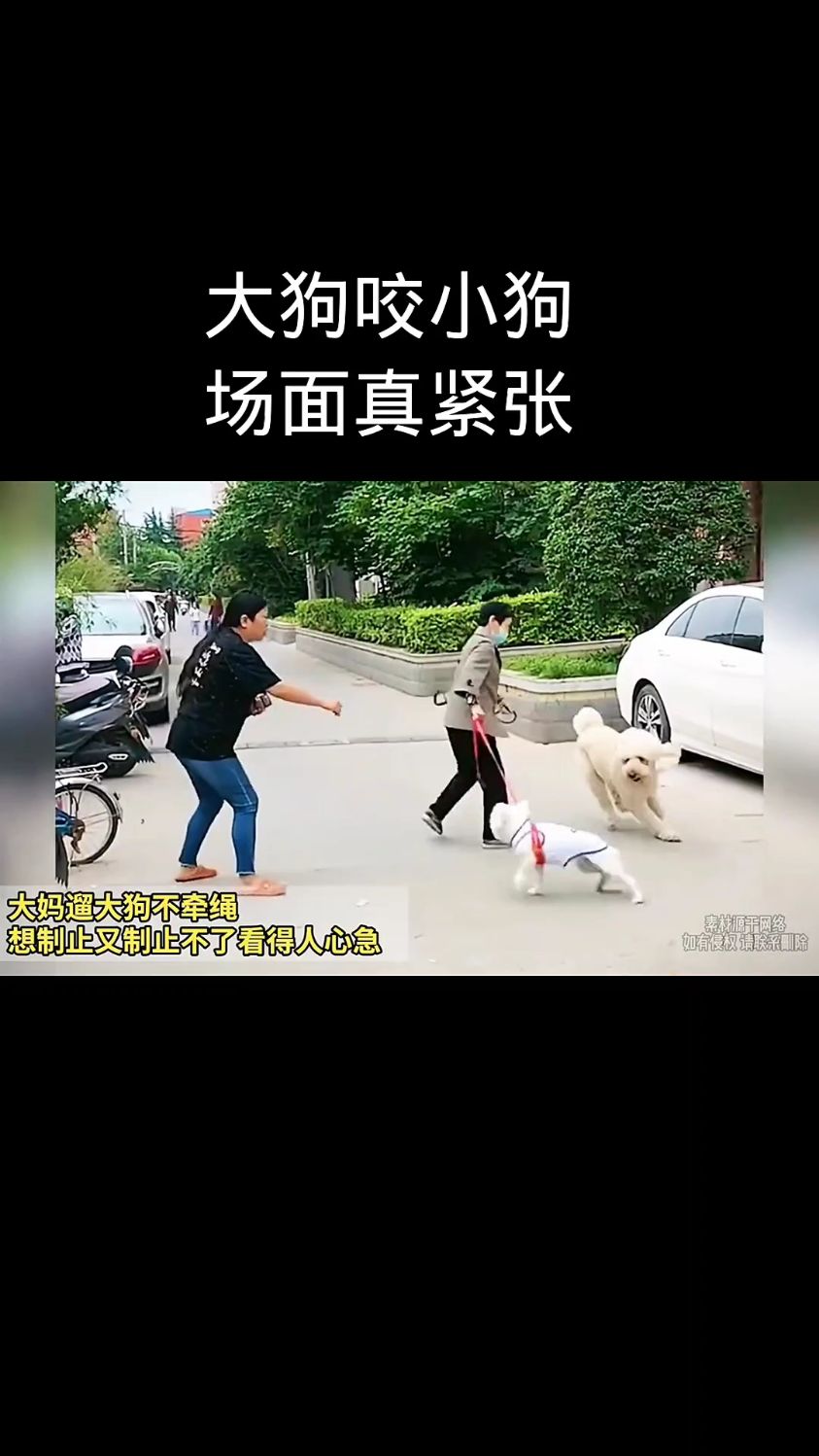 大狗咬死小狗图片