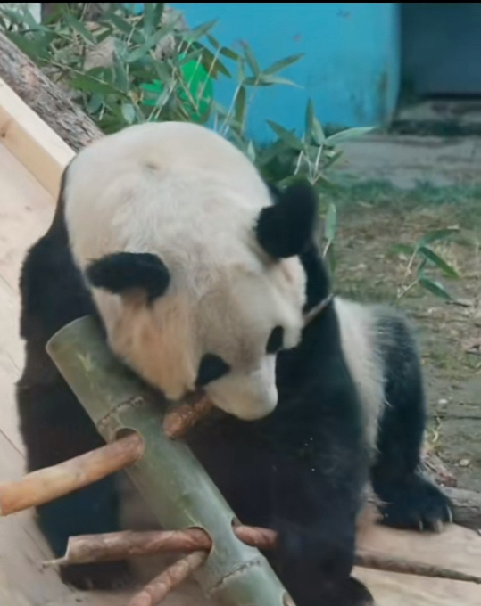 大熊猫丫丫的女儿美美图片