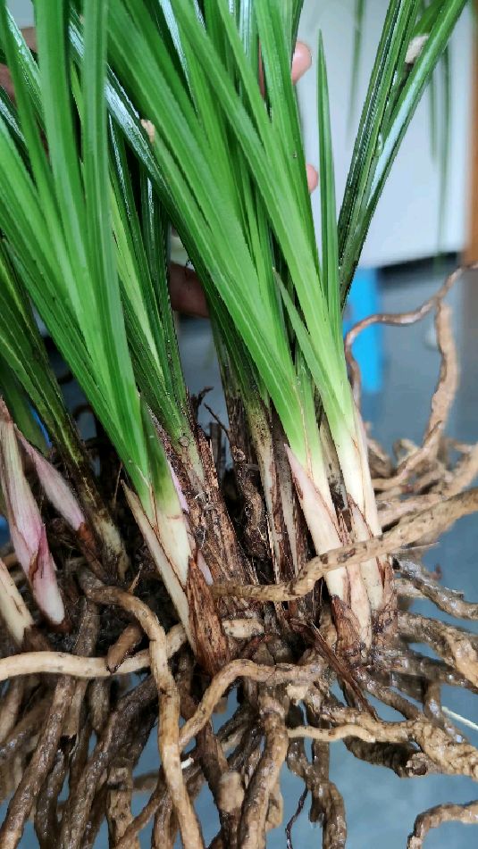 惠兰,新鲜货,6个大红花苞,开花浓香