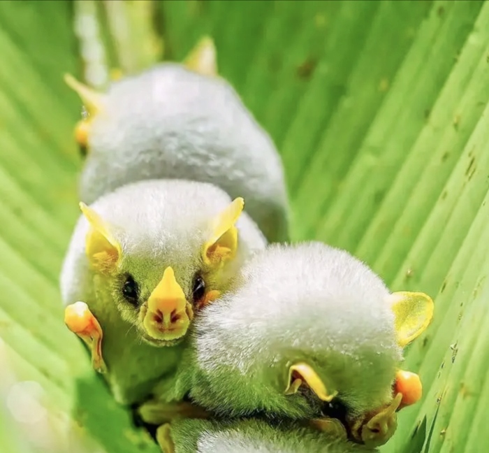 动态连更挑战# 蝙蝠是哺乳动物中古老而十分特化的一支,因前肢特化为