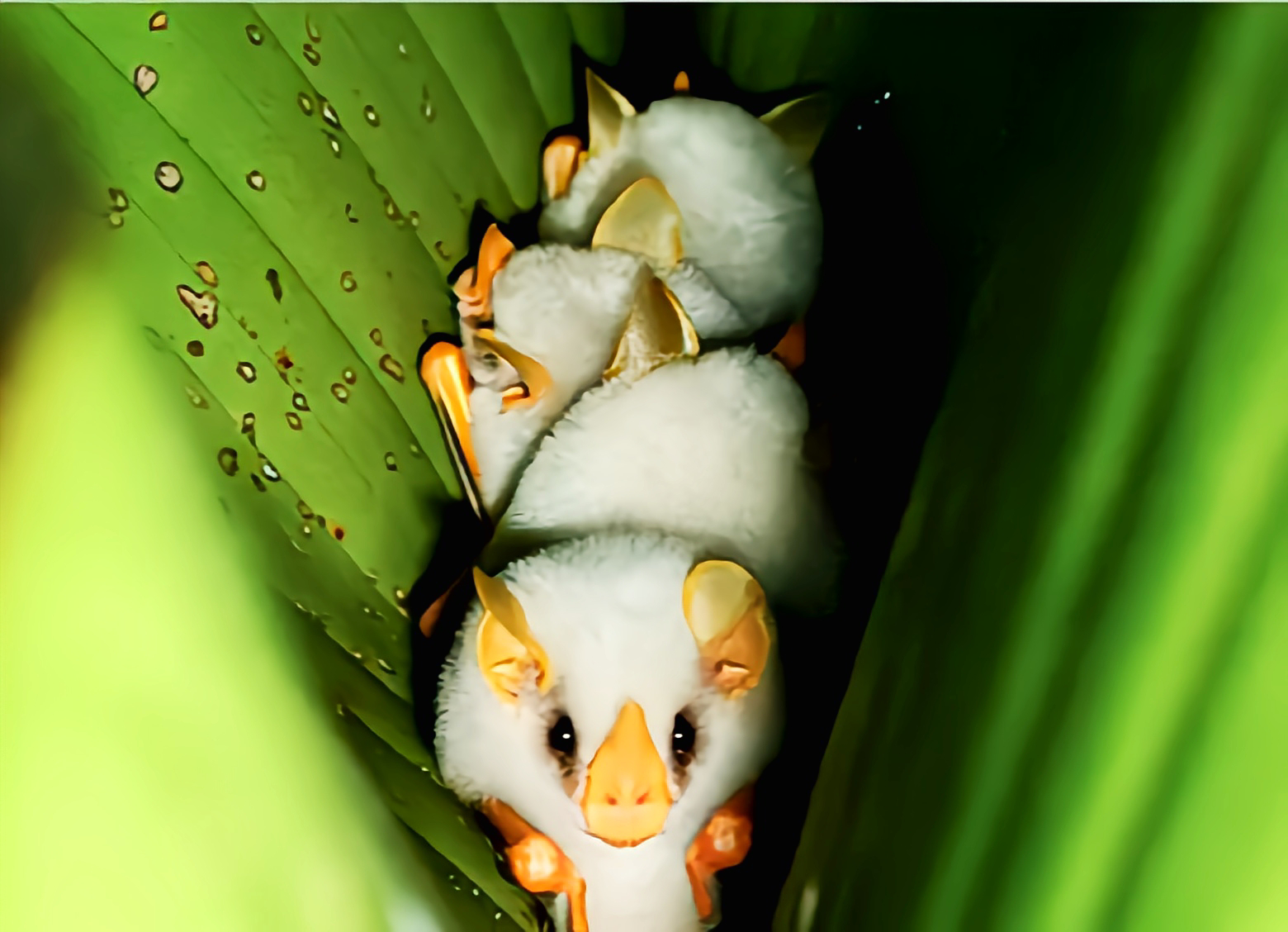 动态连更挑战# 蝙蝠是哺乳动物中古老而十分特化的一支,因前肢特化为