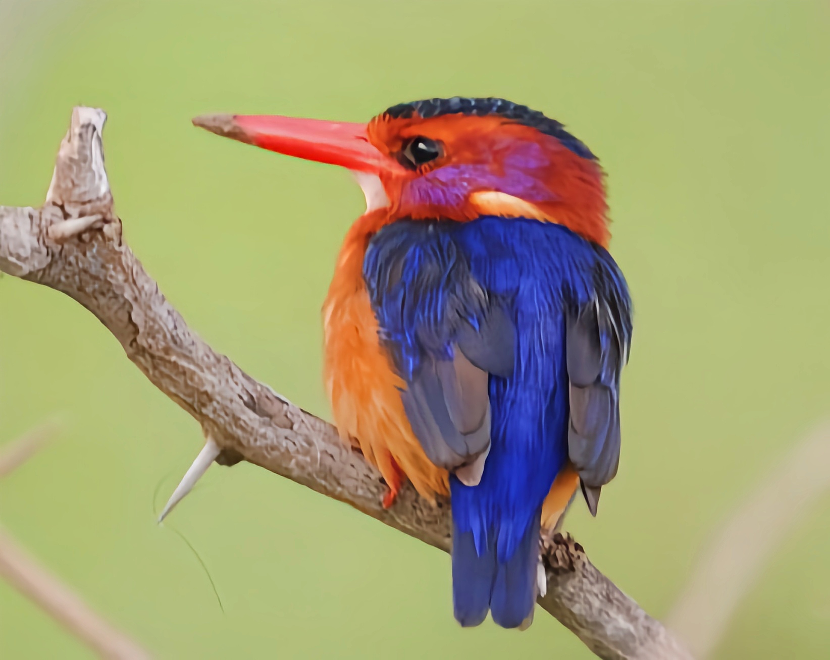 动态连更挑战# 粉颊小翠鸟是一种颜色非常艳丽的小型森林翠鸟