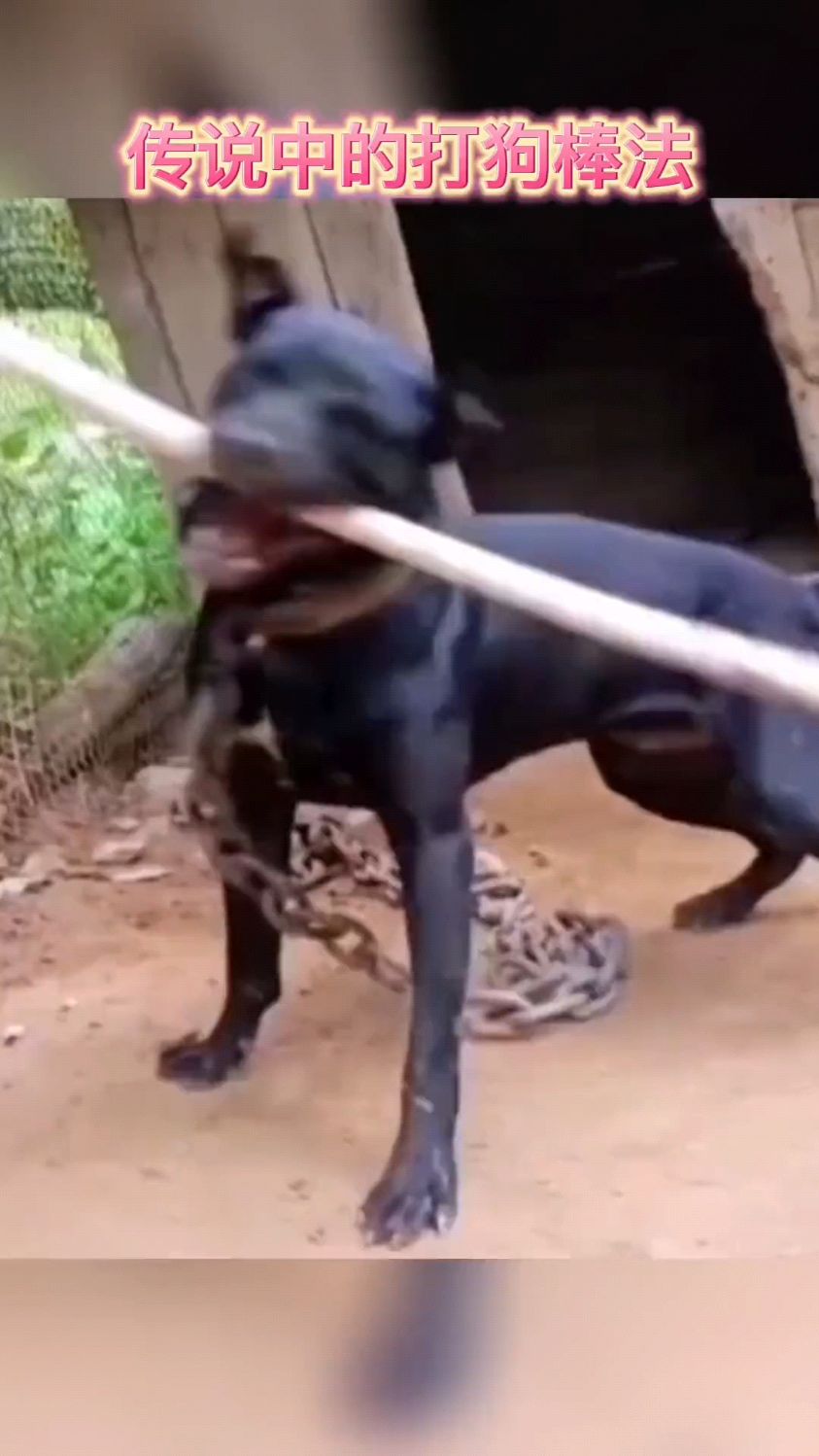 狗:你是肯定没见过我的打狗棒法