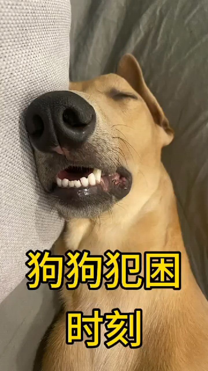 狗狗一犯困啊倒头就要睡一秒都等不了
