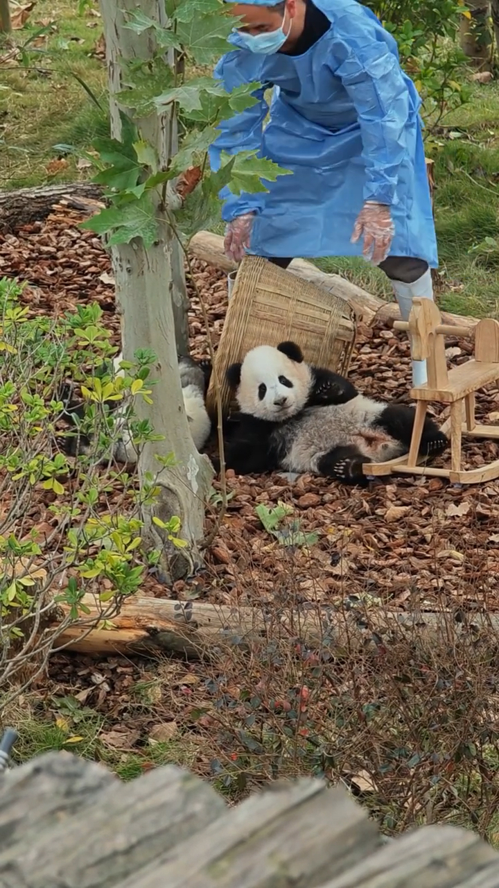 熊猫木马表情包图片