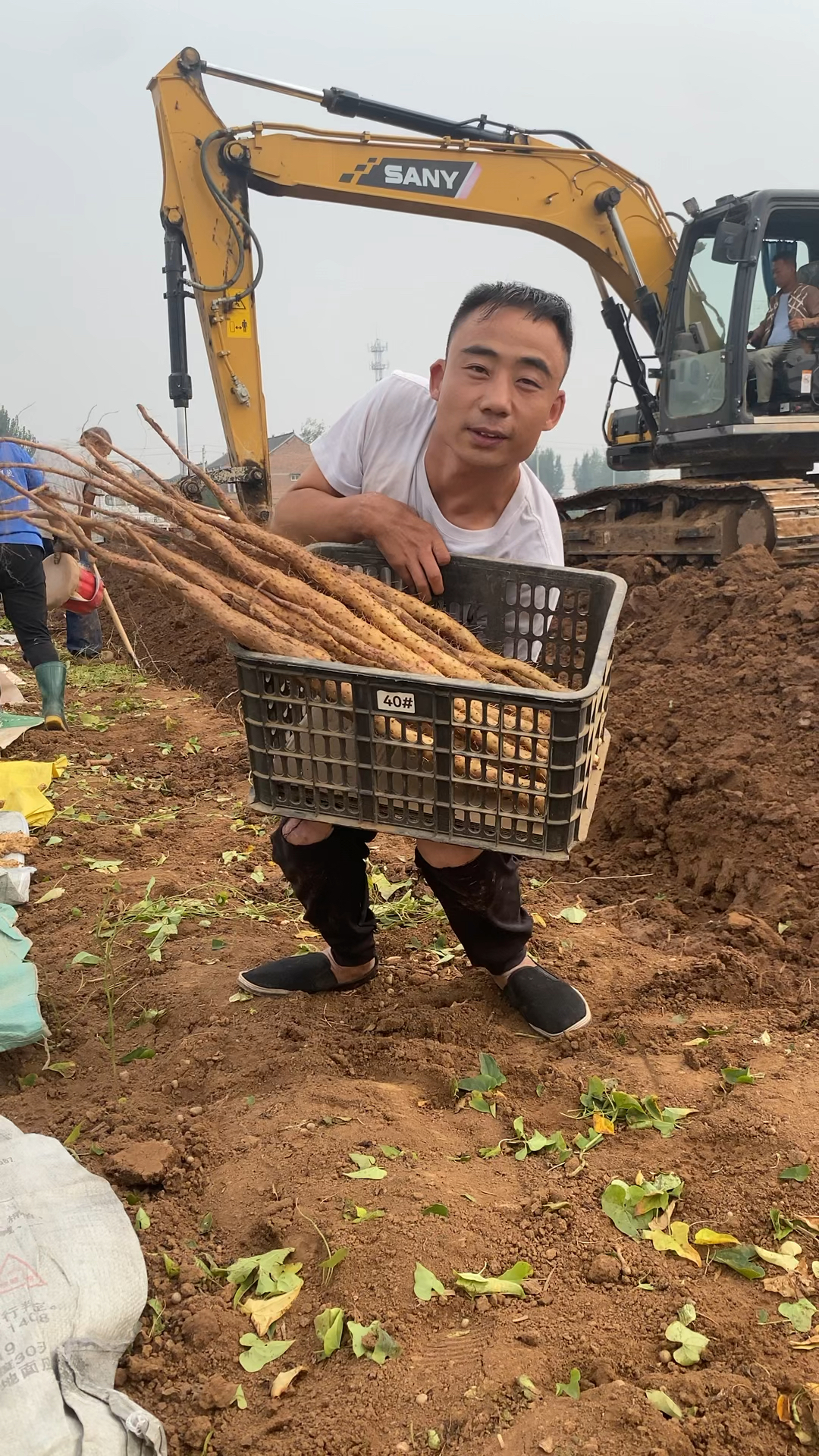 河南焦作铁棍怀山药