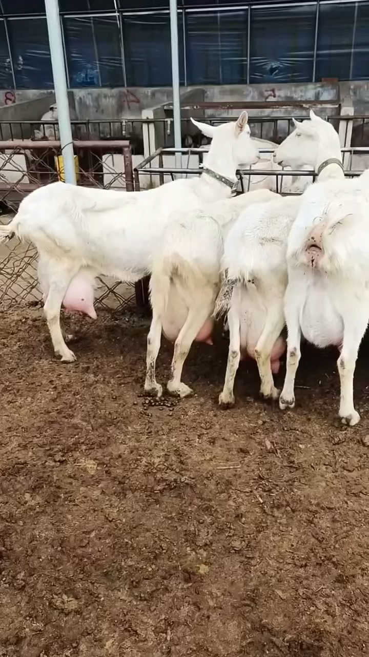 二胎三胎奶山羊日产奶8