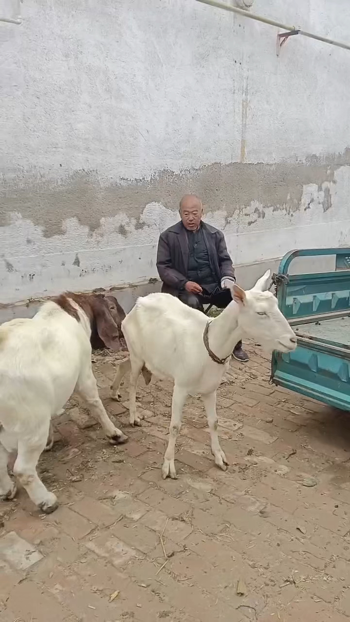 奶山羊品种退化的原因就是乱配,这不又和波尔搞一起啦