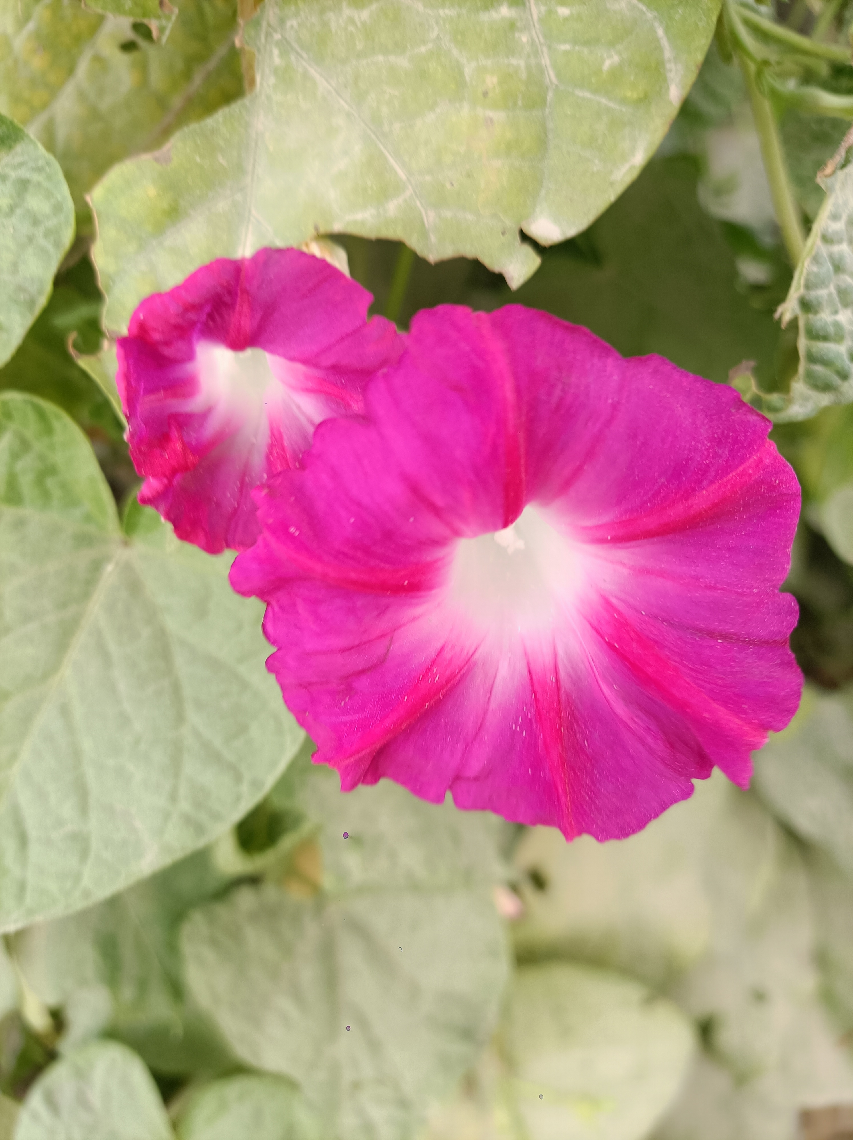 如画风光无限好,金秋时节自然风光美,大自然的花花草草鲜艳夺目红艳艳