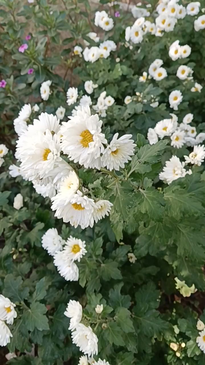 冬初郑州秋景如画,迎冬开的白菊花,芬芳馥郁飘芳香,鲜艳夺目美