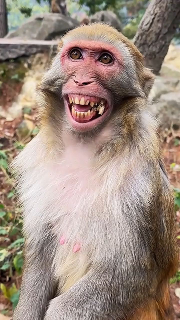 有人上门提亲,猴哥笑得合不拢嘴