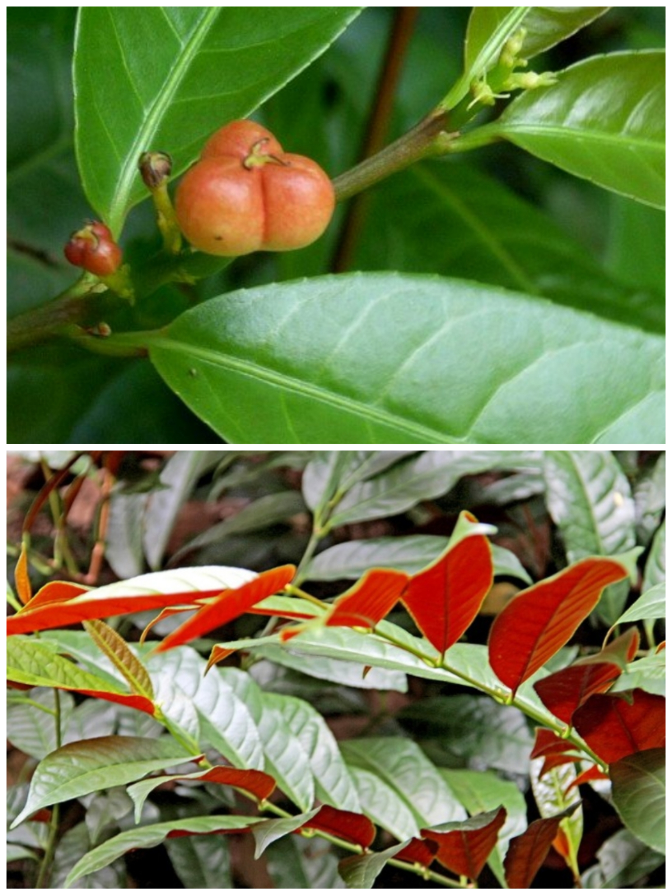 是一种实用价值较高的观叶,观花植物,叶面两面均无毛,腹面绿色,背面