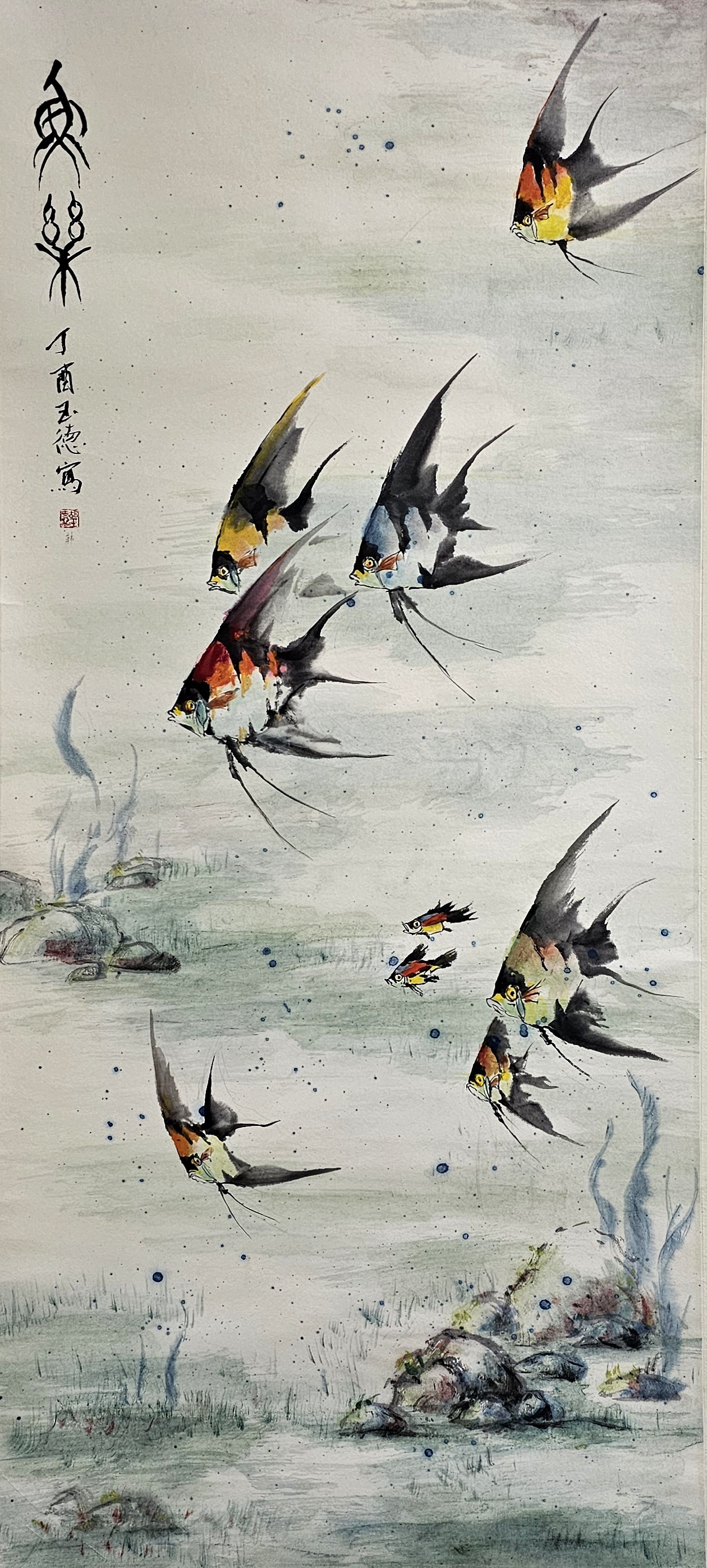 神仙鱼姿态优美,被誉为"热带鱼皇后",是十分美丽的热带观赏鱼类之一