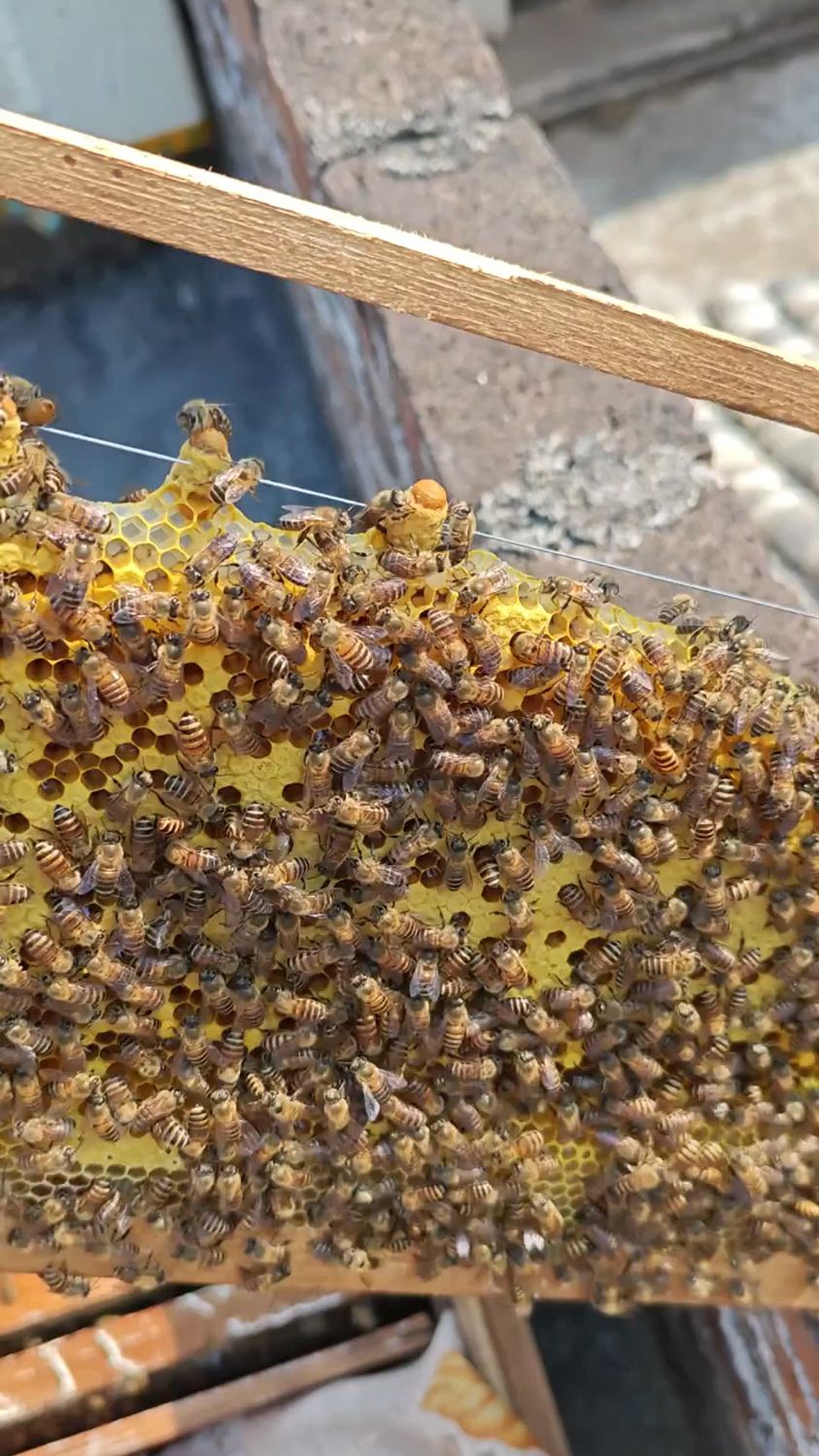 王台不要割扔掉,可以留着作为储备蜂王,用这个王笼,一王一笼非常方便!
