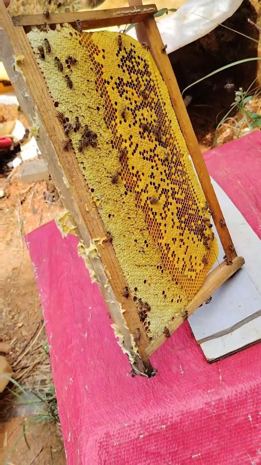 这张子脾真漂亮,用了巢础造的脾平平整整,老巢脾熬制蜂蜡巢础,来试试