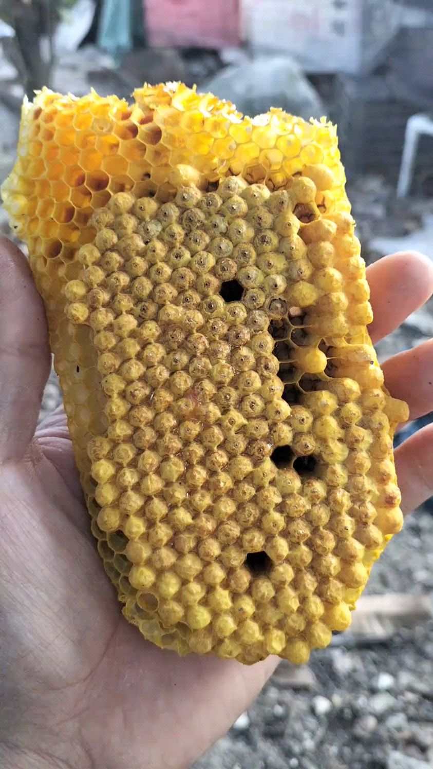 出现雄蜂脾要及时割掉,也可以装一个除雄蜂防逃框,把中蜂一网打尽