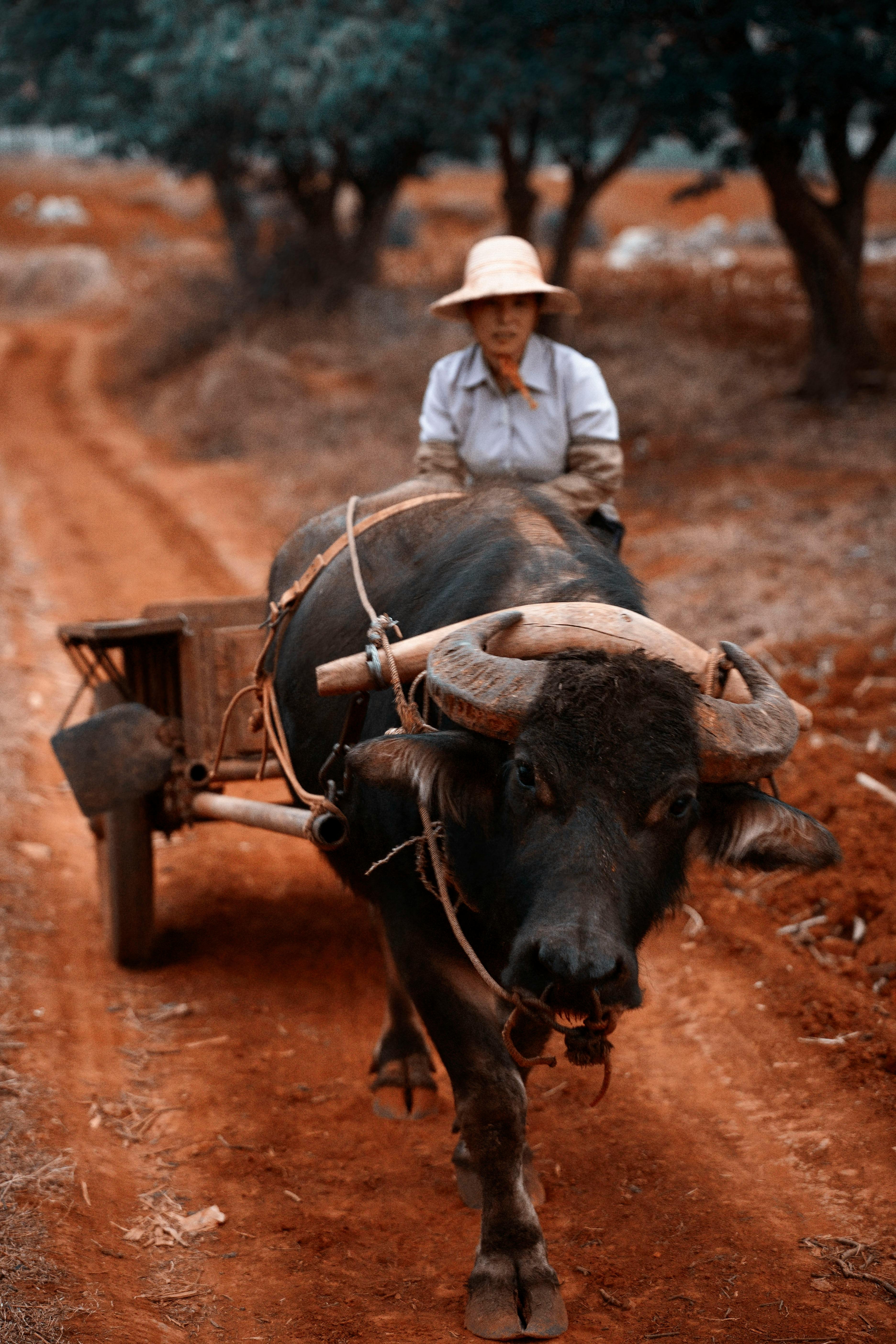 注:先王,指太上老君的坐骑青牛,可谓牛的圣祖. 老君,指太上老君