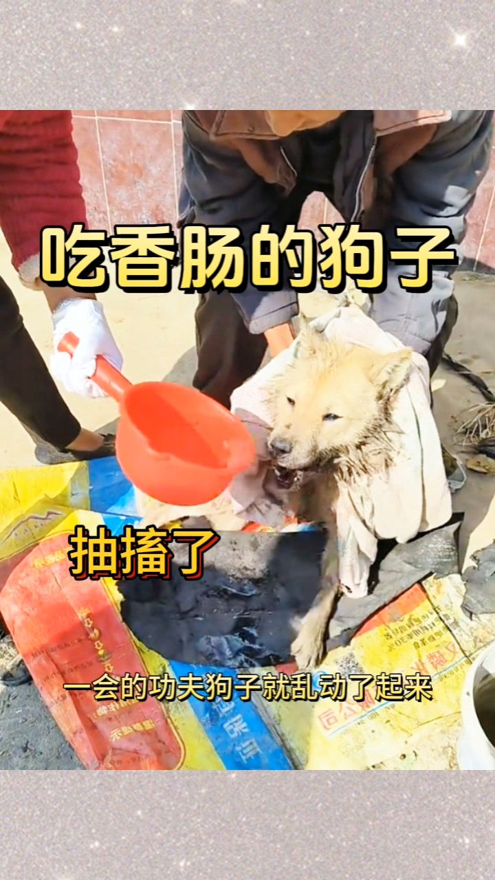 吃香肠的狗子,抽搐了