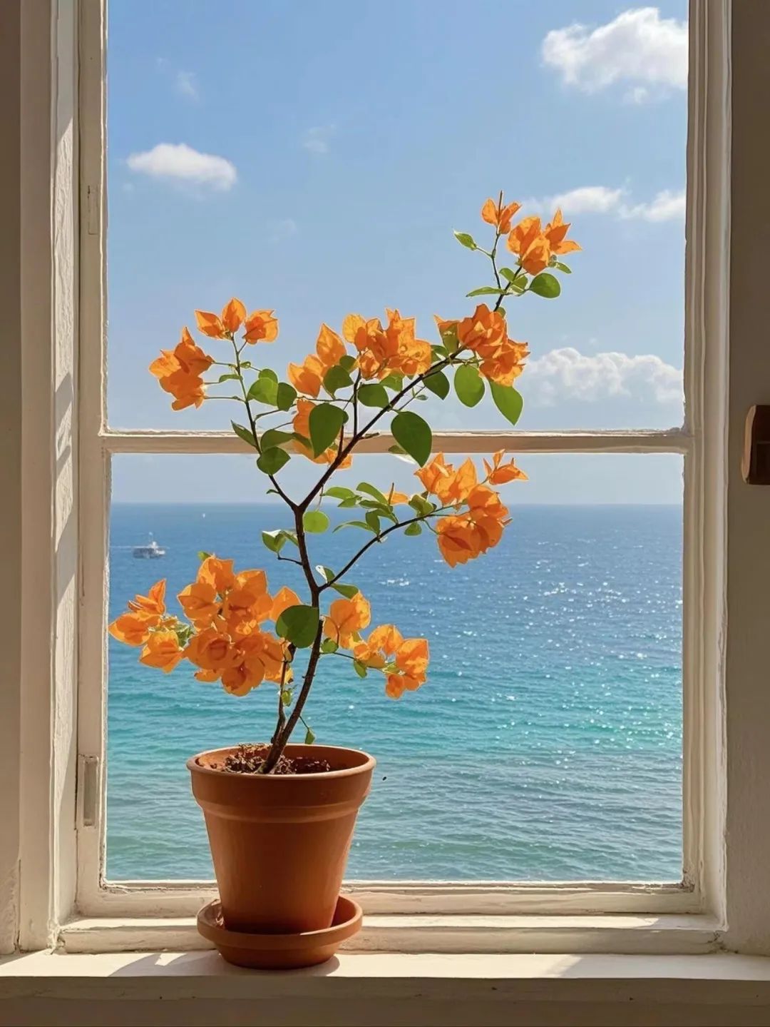 温暖治愈的花系头像