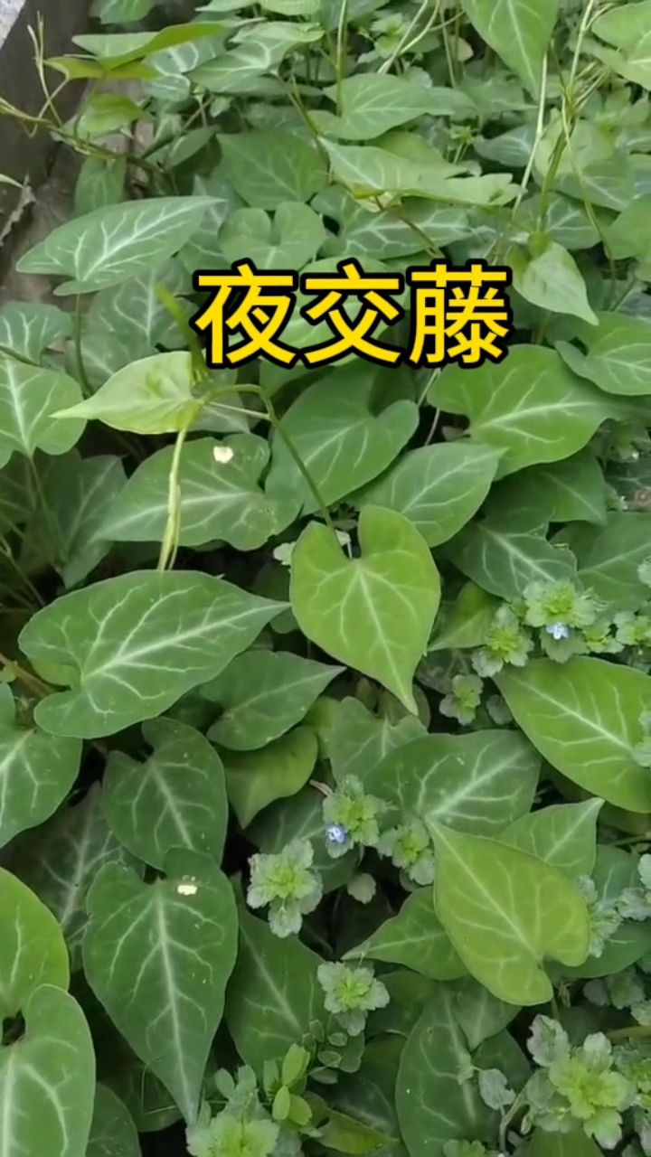 夜交藤,你家乡有吗