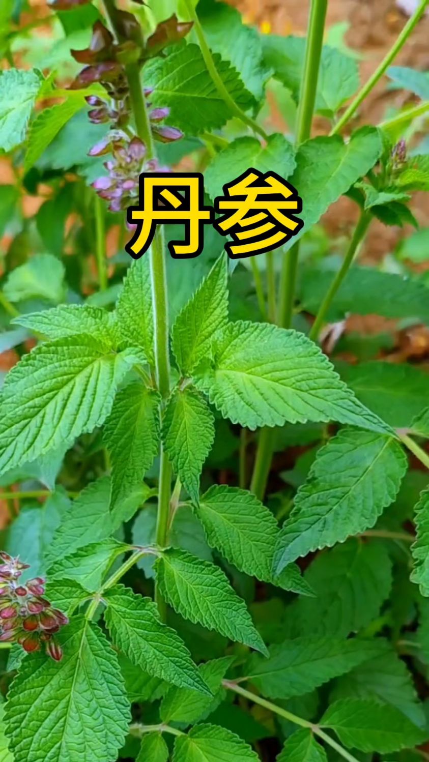 野生丹参植物图片图片