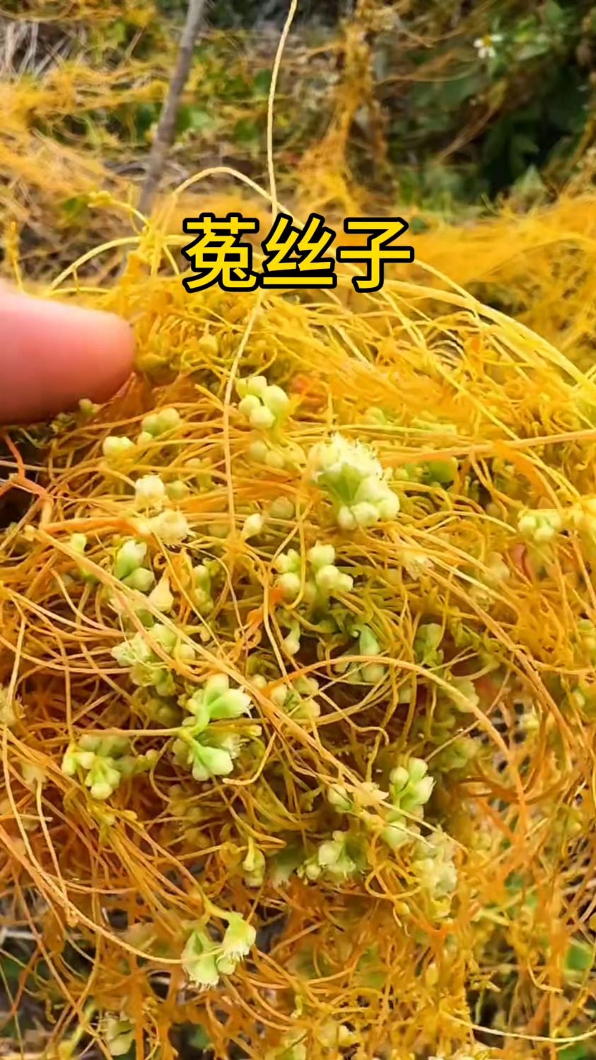 菟丝花与君子兰图片