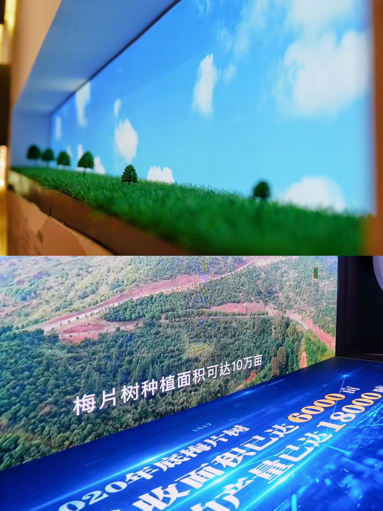 随手来拍一拍# 梅州平远有宝藏-梅片树