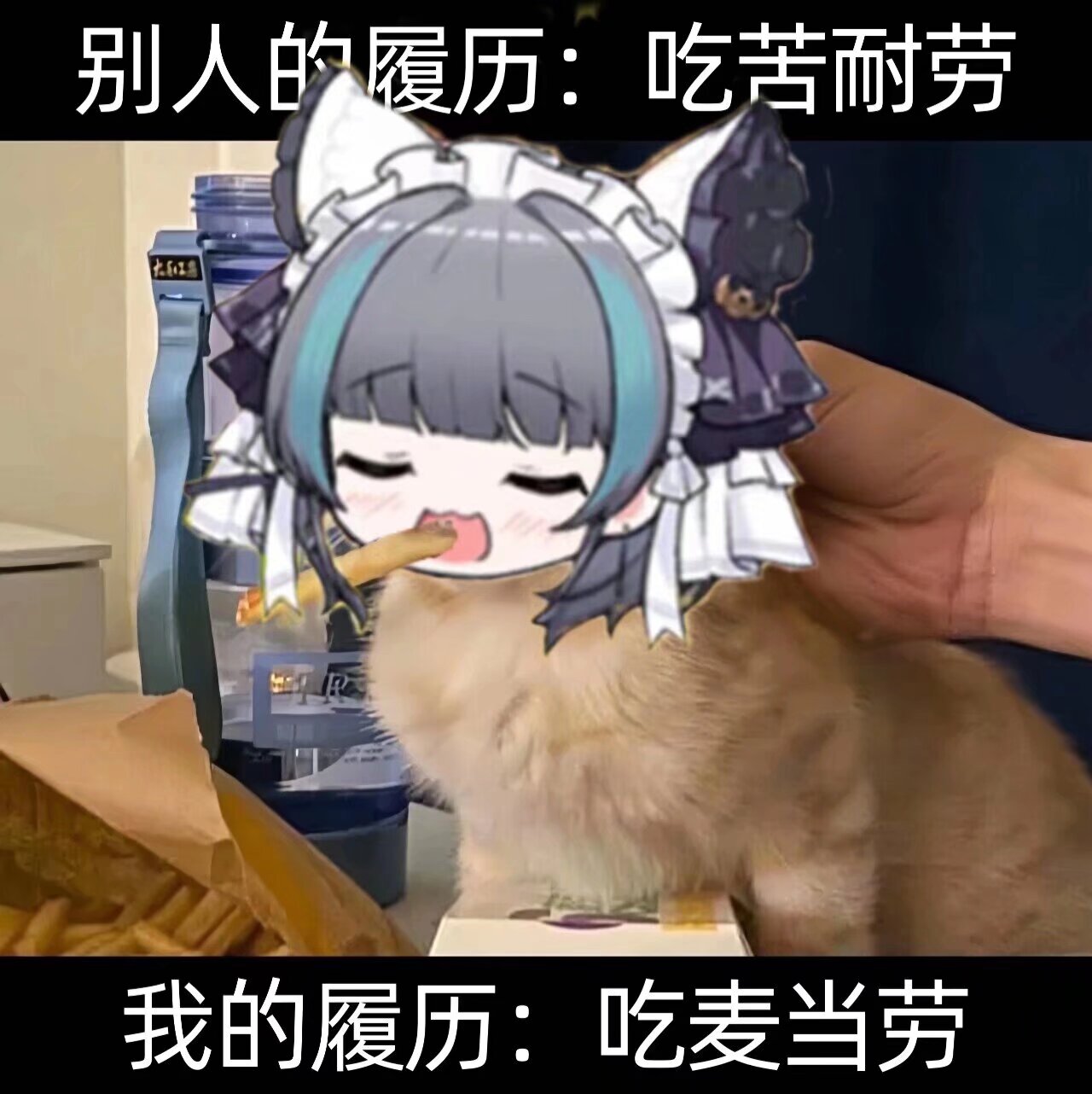 柴郡猫